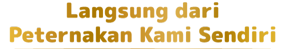 Langsung dari Peternakan Kami Sendiri