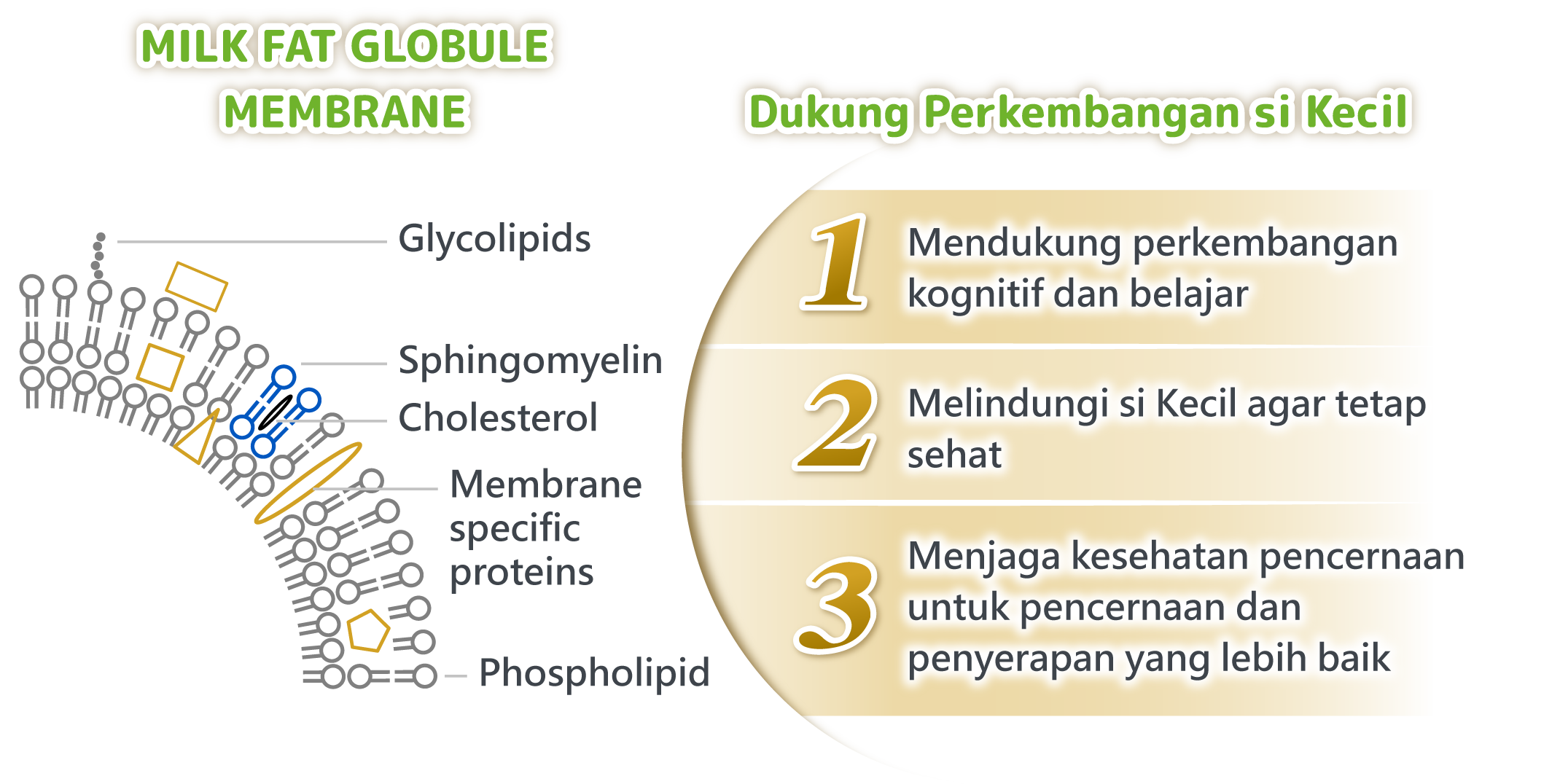MILK FAT GLOBULE MEMBRANE